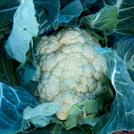 El Vinche * Guía de Isora