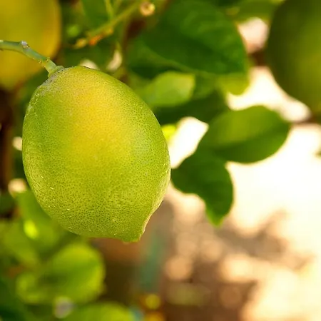 El Vinche Lägenhet *